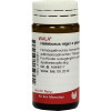 HELLEBORUS NIG E PL TO D12,20 g HELLEBORUS NIG E PL TO D12,20 г